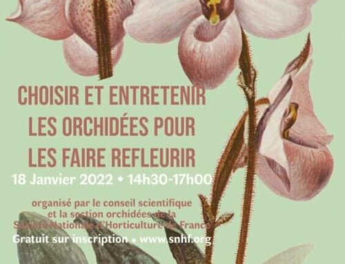 Prochain webinaire de la SNHF : Choisir et entretenir les orchidées