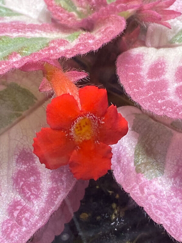 Episcia 'Pink Brocade', plante d'intérieur, terrarium, Paris 19e (75)