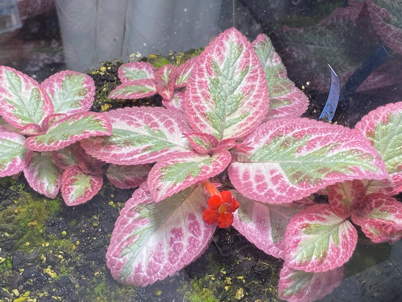 Episcia 'Pink Brocade', plante d'intérieur, terrarium, Paris 19e (75)