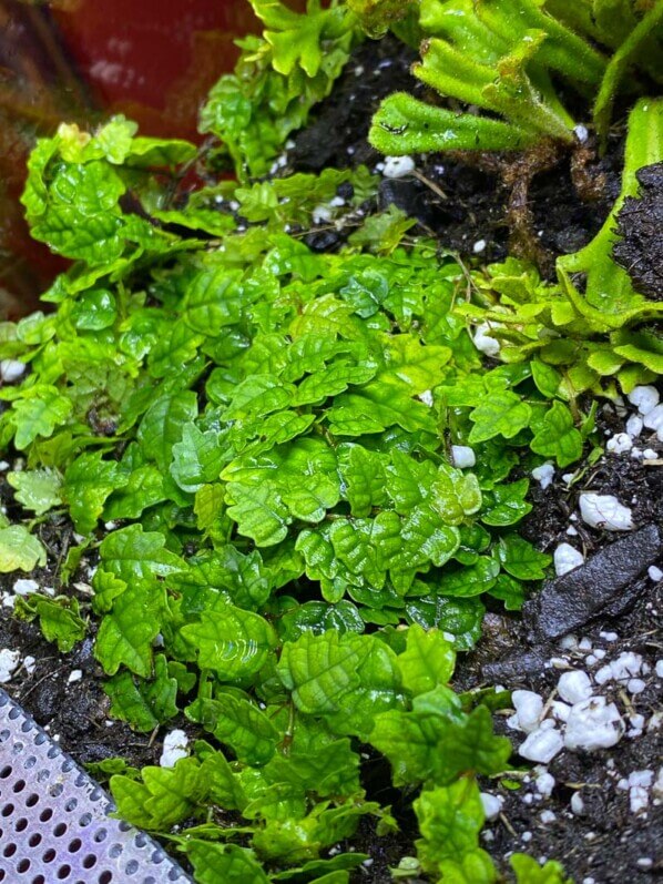 Ficus quercifolia, plante d'intérieur, terrarium, Paris 19e (75)