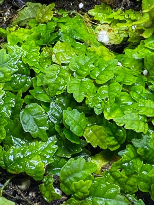 Ficus quercifolia, plante d'intérieur, terrarium, Paris 19e (75)