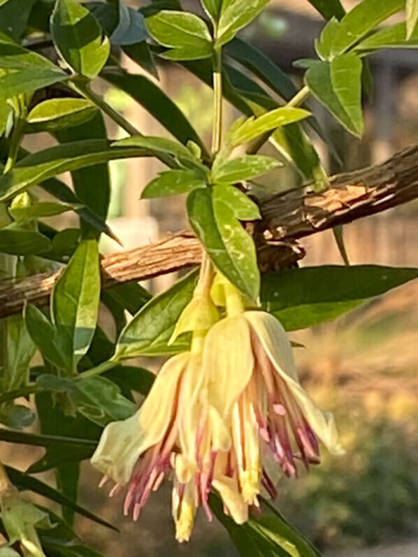 Fleurs de Clematis napaulensis, en hiver dans le Jardin des plantes, Paris 5e (75)