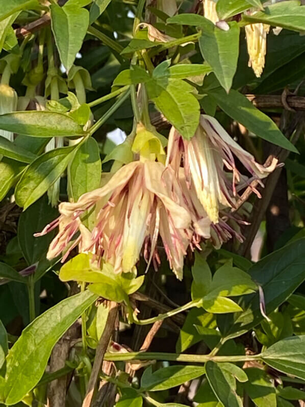 Fleurs de Clematis napaulensis, en hiver dans le Jardin des plantes, Paris 5e (75)