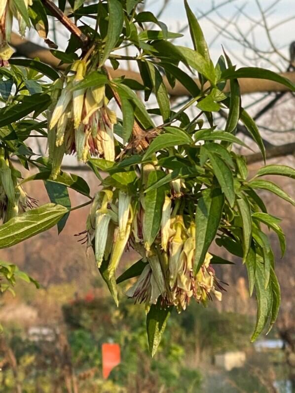 Fleurs de Clematis napaulensis, en hiver dans le Jardin des plantes, Paris 5e (75)