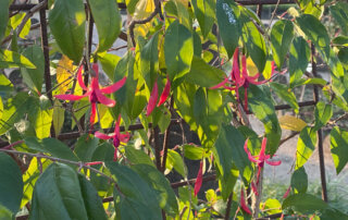 Fuchsia en hiver dans le Jardin des plantes, Paris 5e (75)