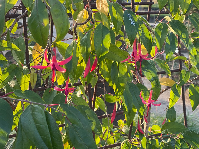 Fuchsia en hiver dans le Jardin des plantes, Paris 5e (75)