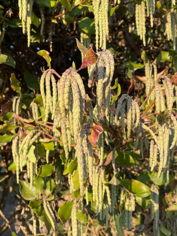 Chatons de Garrya elliptica, en hiver dans le Jardin des plantes, Paris 5e (75)