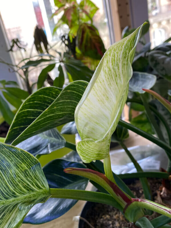 Philodendron 'Birkin', Araceae, plante d'intérieur, Paris 19e (75)