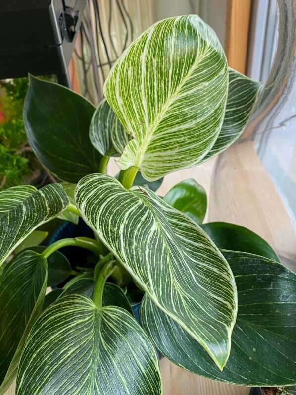 Philodendron 'Birkin', Araceae, plante d'intérieur, Paris 19e (75)