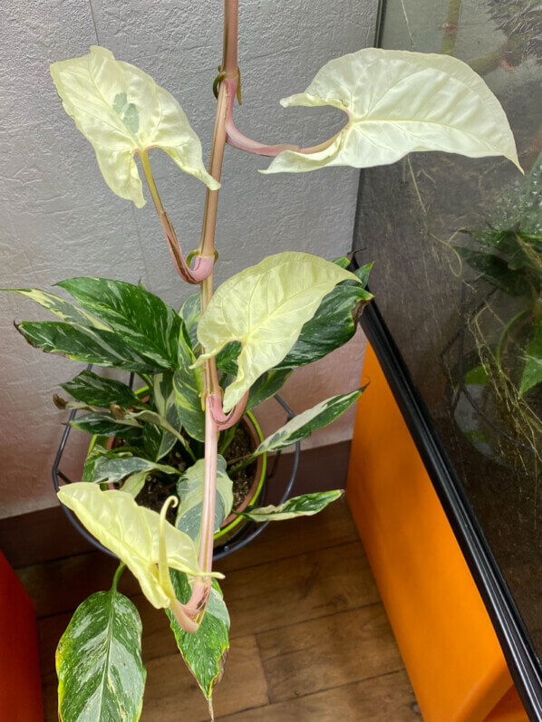 Syngonium podophyllum ‘Albo Variegata’, Araceae, plante d'intérieur, Paris 19e (75)