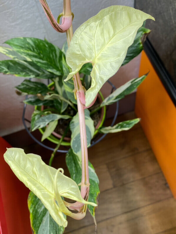 Lire la suite à propos de l’article Quatre feuilles entièrement blanc crème sur mon Syngonium panaché