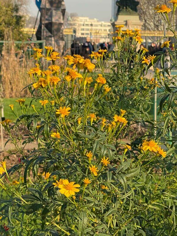 Tagetes lemmonii en hiver dans le Jardin des plantes, Paris 5e (75)