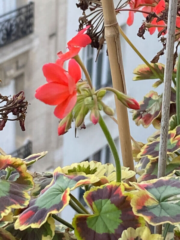 Pélargonium fleuri en hiver sur mon balcon parisien, Paris 19e (75)