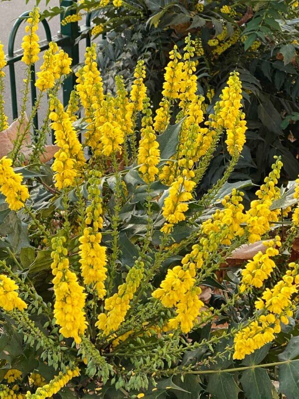 Mahonia fleuri en hiver dans Paris 12e (75)