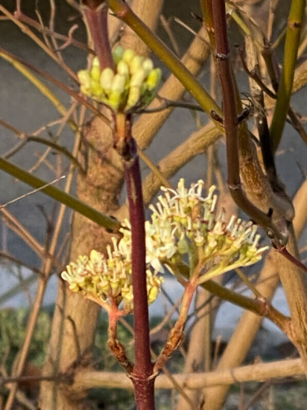 Cornouillier (Cornus) fleuri en hiver dans Paris 12e (75)