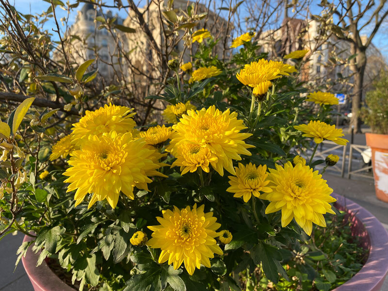 Chrysanthème fleuri en hiver dans Paris 12e (75)