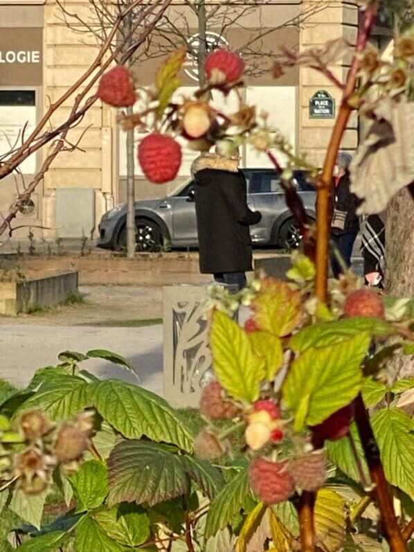 Framboisier avec des framboises en hiver dans Paris 12e (75)