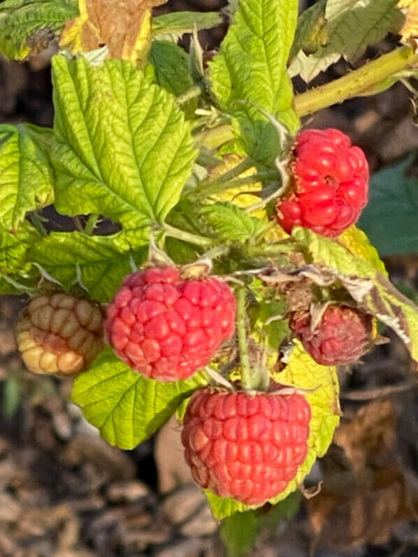 Framboises en hiver dans Paris 12e (75)