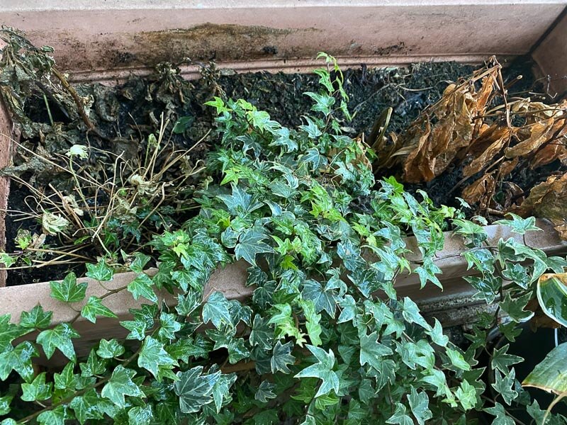 Jardinière en hiver sur mon balcon parisien, Paris 19e (75)