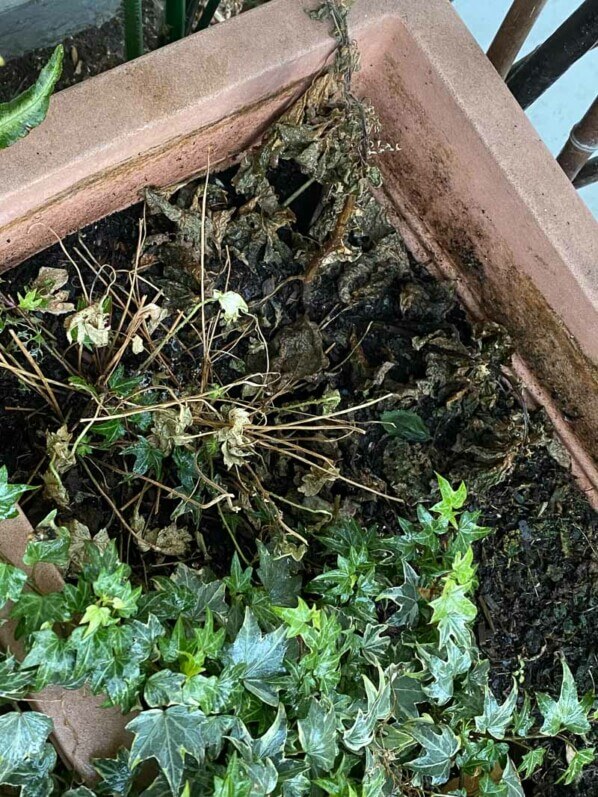 Jardinière en hiver sur mon balcon parisien, Paris 19e (75)