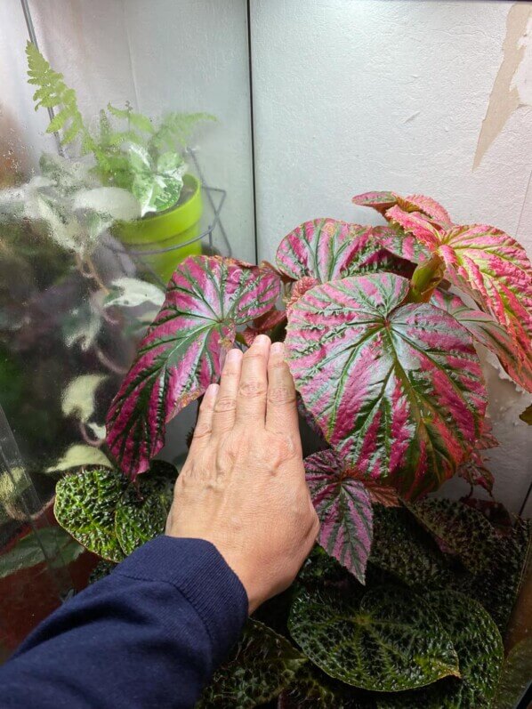 Begonia brevirimosa, Bégoniacées, plante d'intérieur, terrarium, Paris 19e (75)