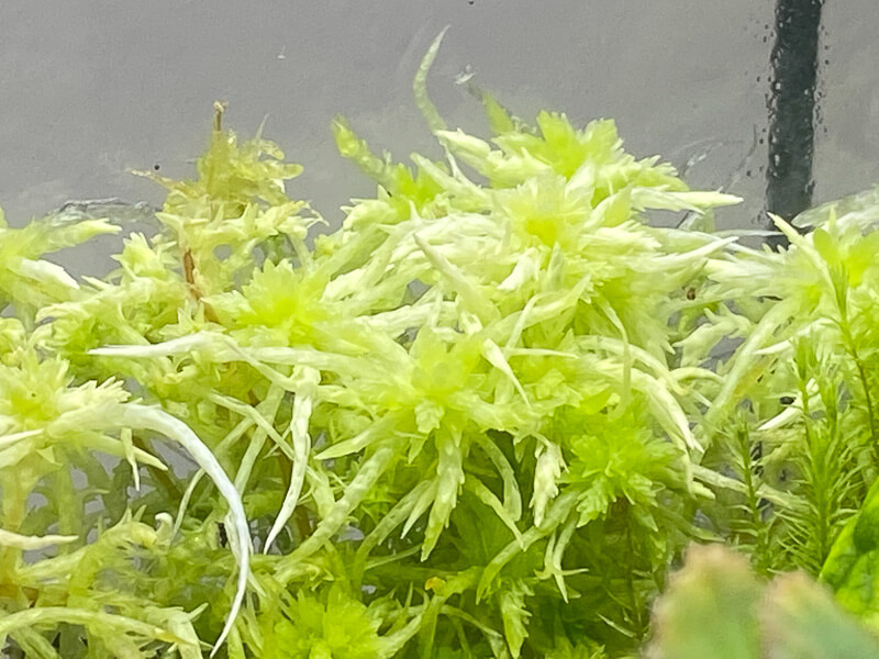 Sphagnum cristatum (sphaigne du Chili)