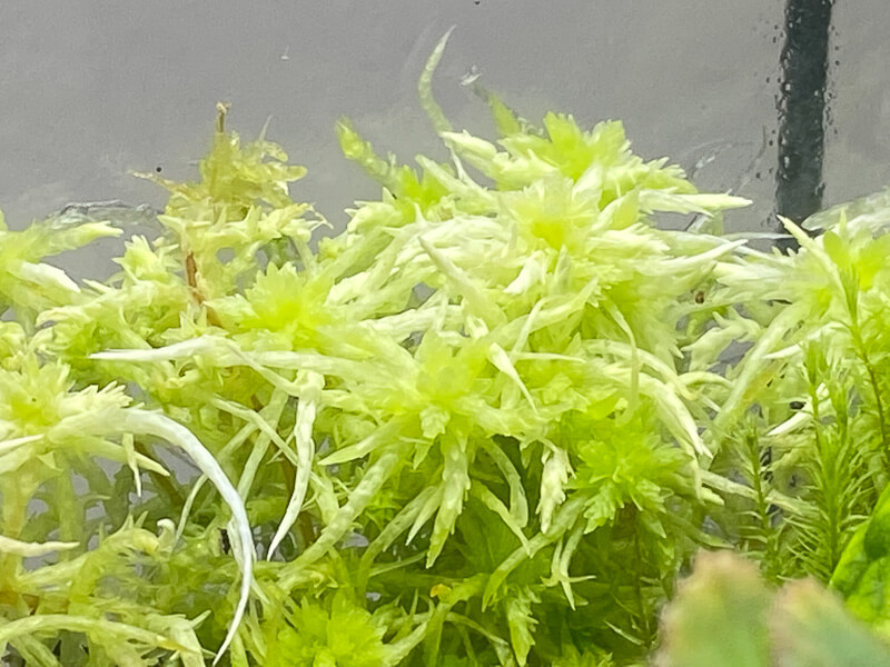Sphaigne (Sphagnum), mousse, plante d'intérieur, terrarium, Paris 19e (75)