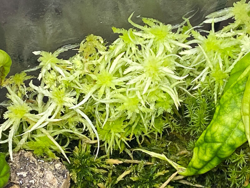 Sphaigne (Sphagnum), mousse, plante d'intérieur, terrarium, Paris 19e (75)