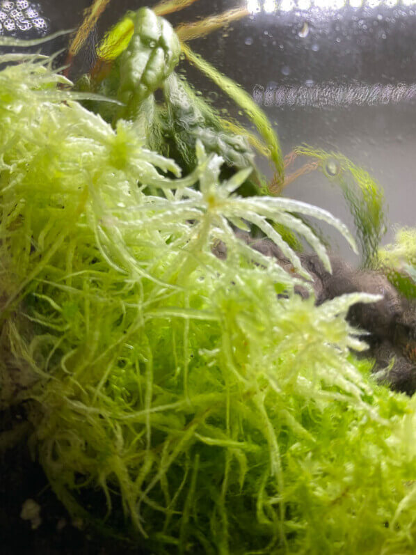 Sphaigne (Sphagnum), mousse, plante d'intérieur, terrarium, Paris 19e (75)