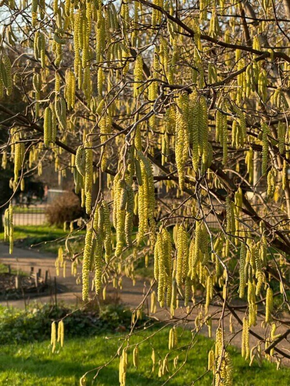 Chatons de noisetier, Corylus, en hiver dans le Jardin des plantes, Paris 5e (75)