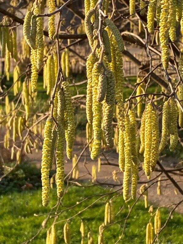 Chatons de noisetier, Corylus, en hiver dans le Jardin des plantes, Paris 5e (75)