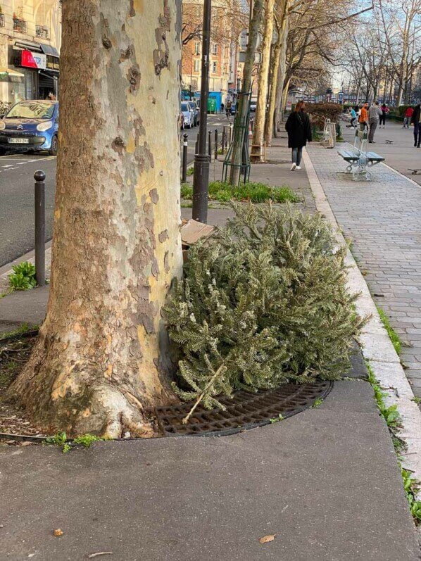 Sapin de Noël déposé au pied d'un platane dans Paris 12e (75)