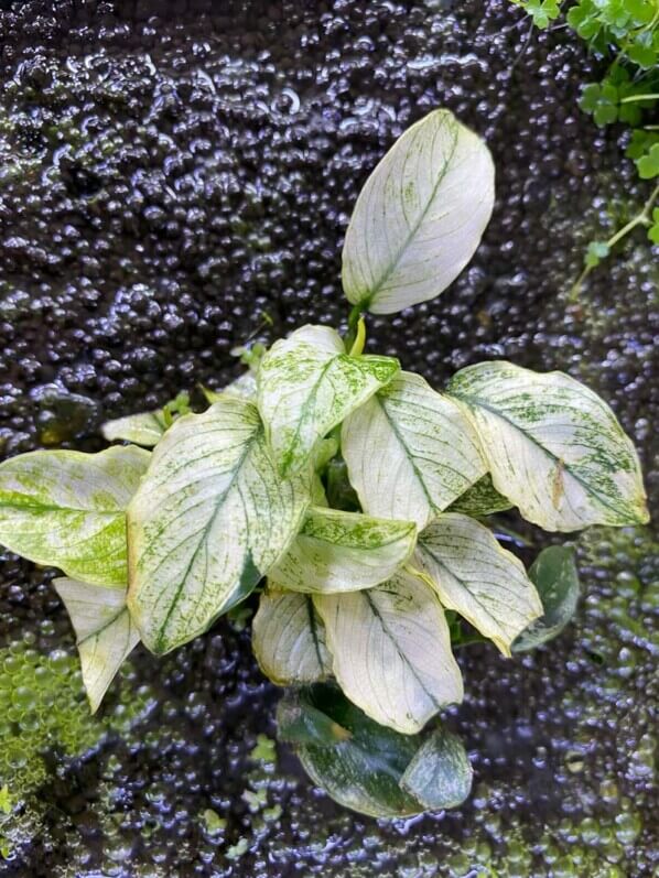 Anubias barteri var. nana 'Pinto', aquaterrarium, Paris 19e (75)