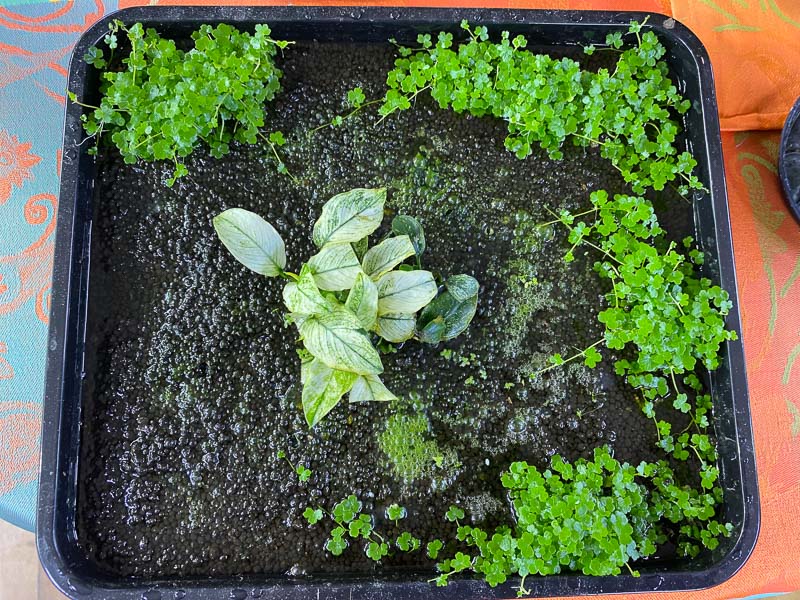 Lire la suite à propos de l’article Petit aquaterrarium avec Anubias et Hydrocotyle en culture émergée