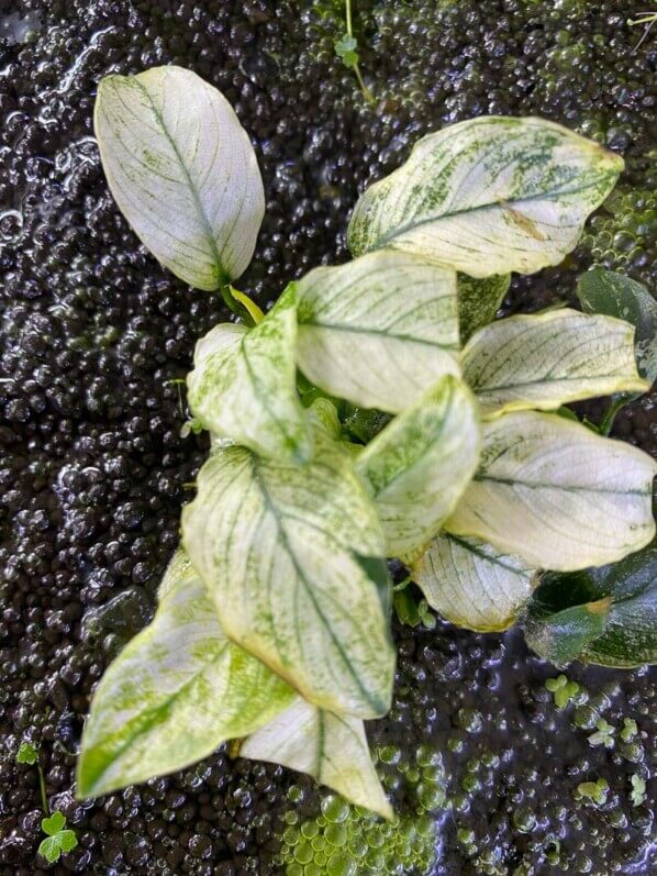 Anubias barteri var. nana 'Pinto', aquaterrarium, Paris 19e (75)