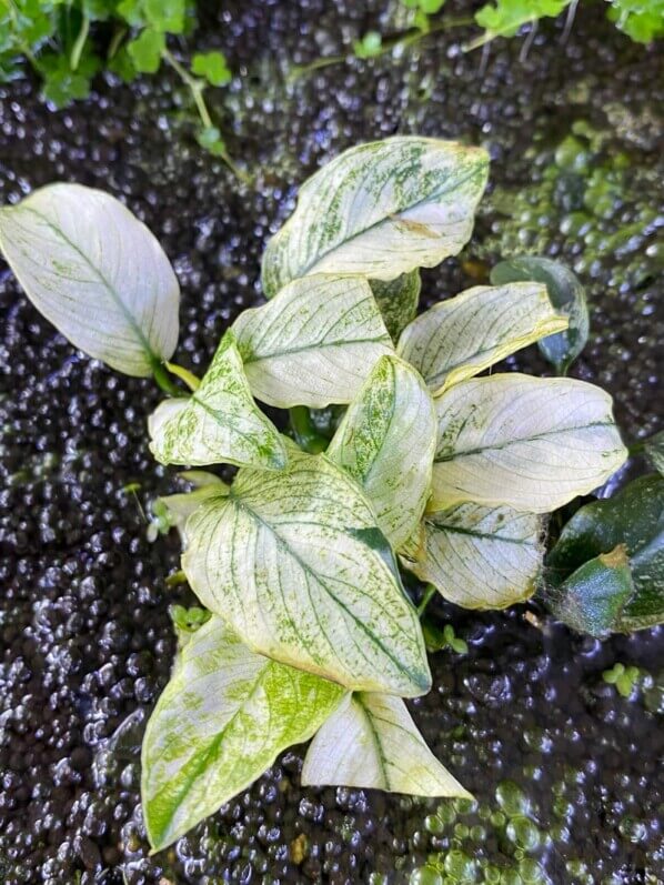 Anubias barteri var. nana 'Pinto', aquaterrarium, Paris 19e (75)