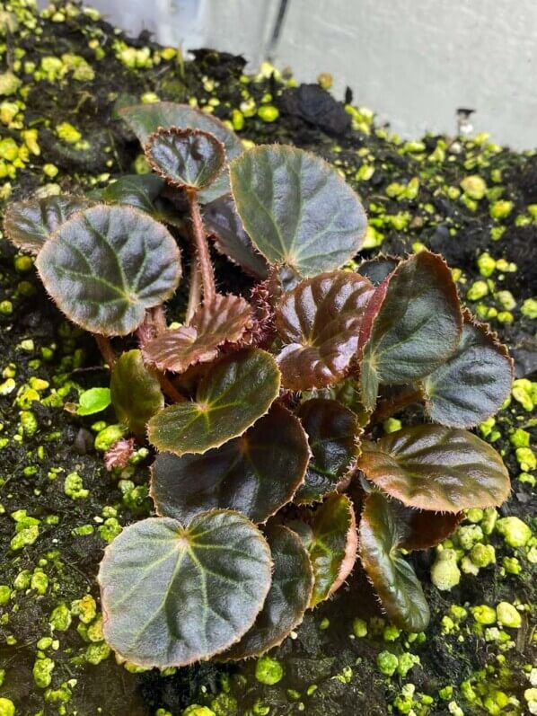 Begonia nurii bronze rouge, Bégoniacées, plante d'intérieur, terrarium, Paris 19e (75)