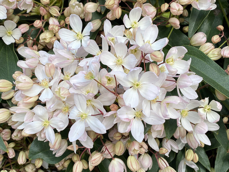 Clematis armandii, Jardin des plantes, Paris 5e (75)