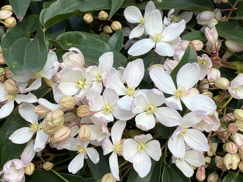 Lire la suite à propos de l’article Le temps de la floraison pour la clématite d’Armand (Clematis armandii)