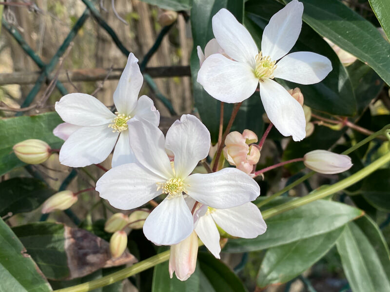 Clematis armandii, Jardin des plantes, Paris 5e (75)