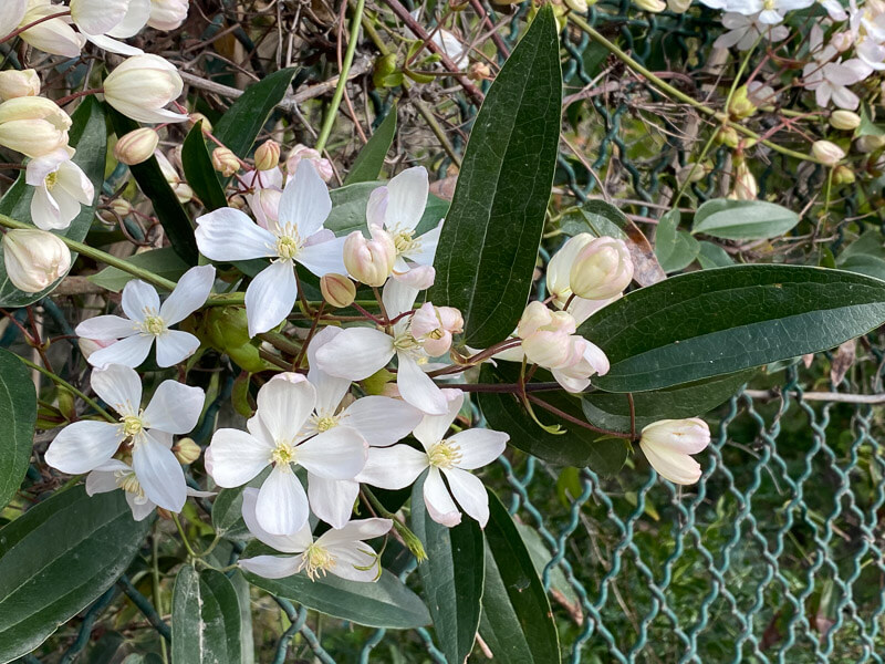 Clematis armandii, Jardin des plantes, Paris 5e (75)