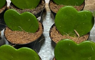 Feuille en forme de coeur d'Hoya kerrii, plante grimpante succulente, Belle Plante, Paris 18e (75)