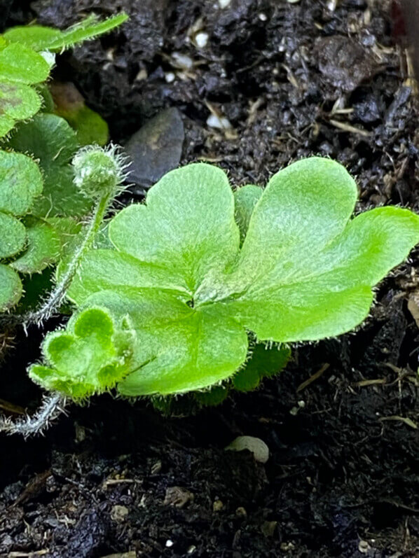 Doryopteris cordifolia, fougère, plante d'intérieur, terrarium, Paris 19e (75)