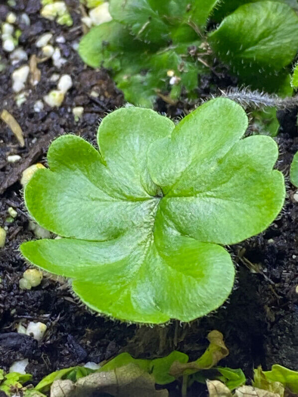 Doryopteris cordifolia, fougère, plante d'intérieur, terrarium, Paris 19e (75)