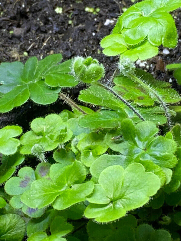 Doryopteris Cordifolia Adorable Petite Fougere D Interieur Paris Cote Jardin