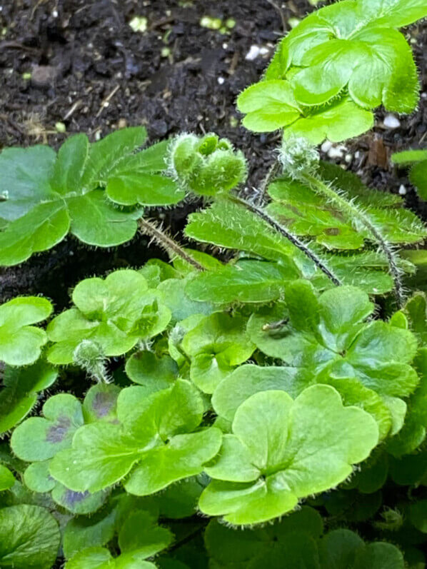 Doryopteris cordifolia, fougère, plante d'intérieur, terrarium, Paris 19e (75)