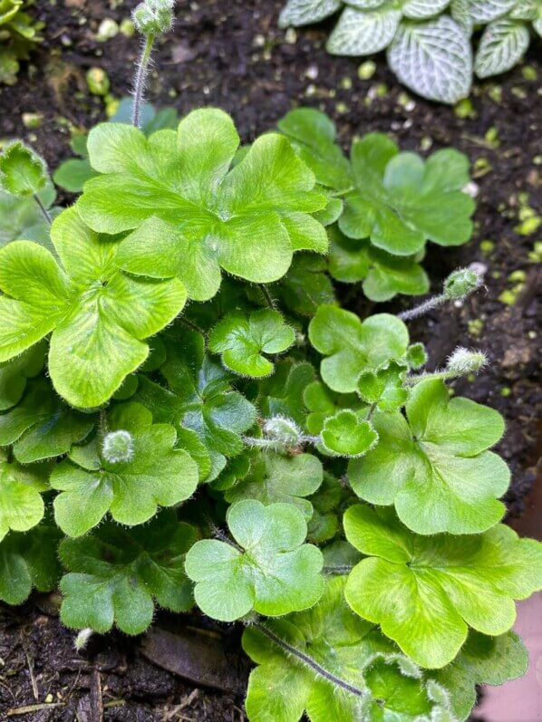 Doryopteris cordifolia, fougère, plante d'intérieur, terrarium, Paris 19e (75)