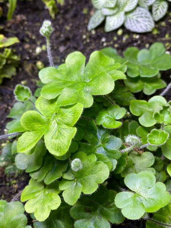 Doryopteris cordifolia, fougère, plante d'intérieur, terrarium, Paris 19e (75)