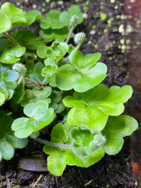 Doryopteris cordifolia, fougère, plante d'intérieur, terrarium, Paris 19e (75)