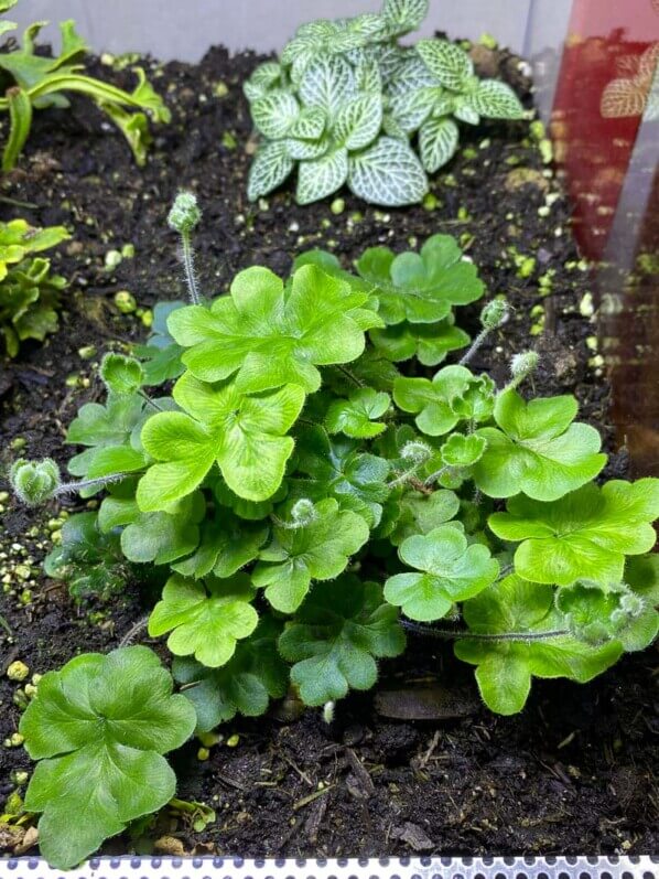 Doryopteris cordifolia, fougère, plante d'intérieur, terrarium, Paris 19e (75)